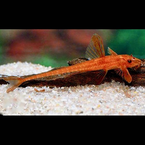 Rineloricaria sp. red SM - Loricaria rouge